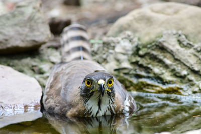 Close-up of bird perching on rock