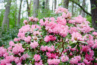 Close-up of pink azaleas blooming in park