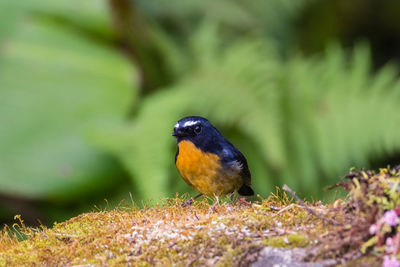 Close-up of bird perching on rock