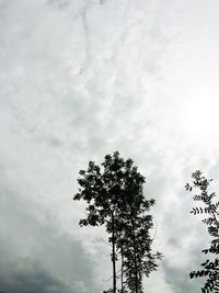 Low angle view of silhouette tree against sky