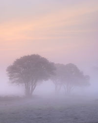 Trees against sky during sunset