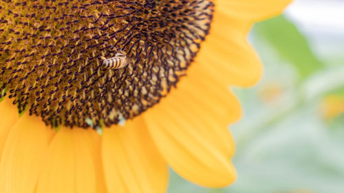 Close-up of yellow flower