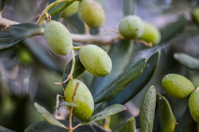 Close-up of fruits growing on plant