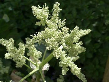 Close-up of white flowers