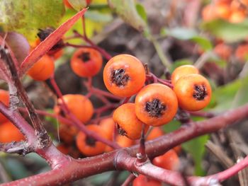 Close-up of orange fruits on tree