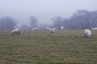 Sheep grazing in a field