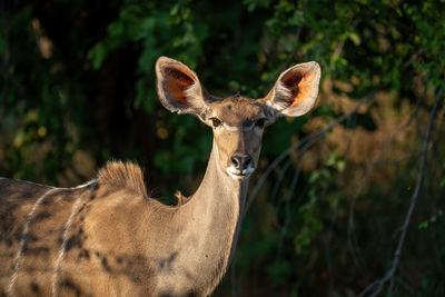 Close-up of female greater kudu watching camera