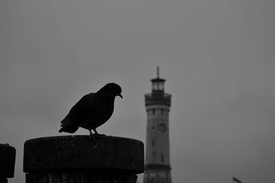 Low angle view of seagull perching on tower