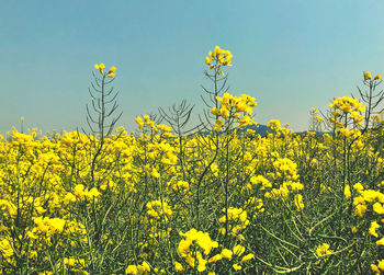 yellow