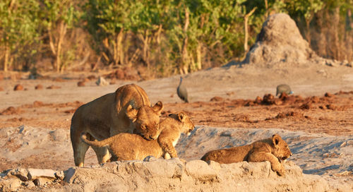 Pride of savuti lions, botswana