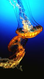 Jellyfish swimming in sea