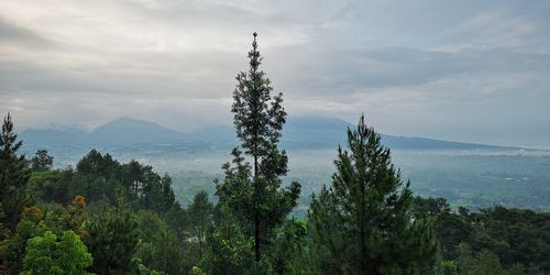 Plants growing on land against sky