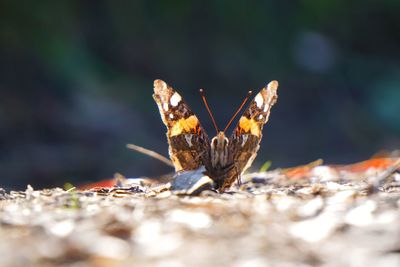 Close-up of butterfly on leaf