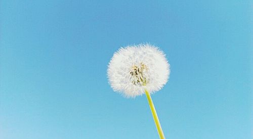 Close-up of dandelion flower