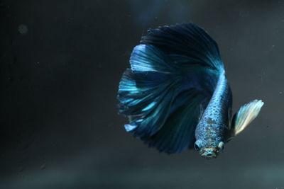 Close-up of blue siamese fighting fish swimming in aquarium