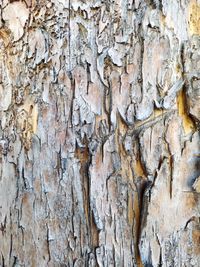 Full frame shot of tree trunk