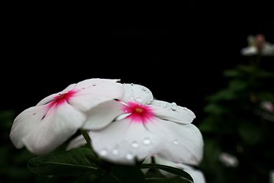 Close-up of pink flower blooming outdoors