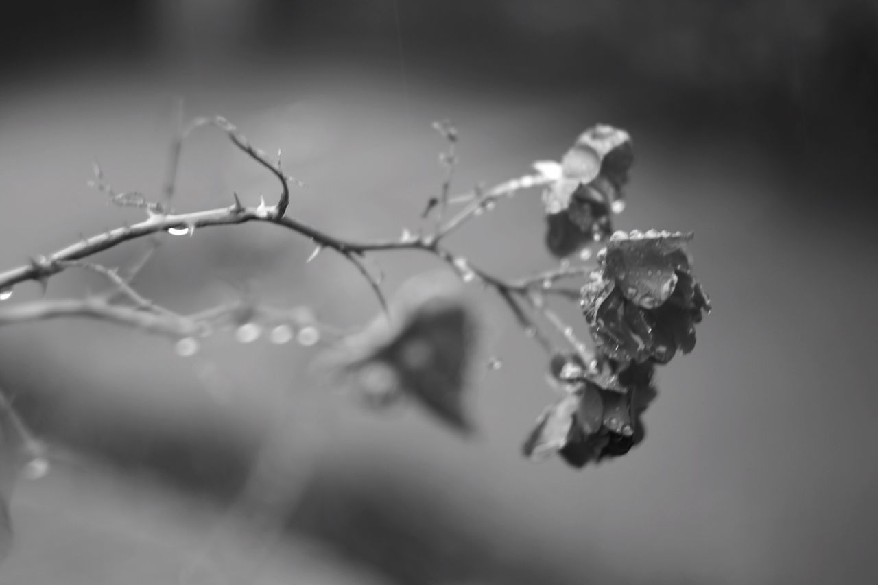 nature, focus on foreground, plant, close-up, no people, outdoors, day, fragility, beauty in nature