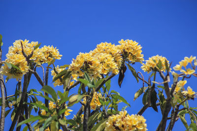 Low angle view of yellow flowering plant against clear blue sky