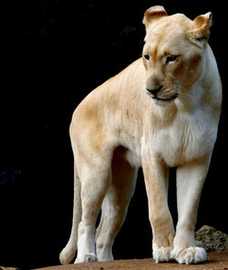 Close-up of horse standing outdoors