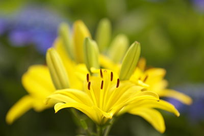 Close-up of yellow flower