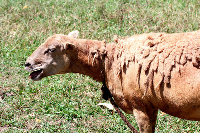 Close-up of horse grazing on field