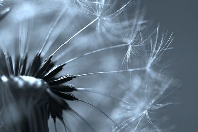 Close-up of dandelion on plant