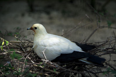 Pied imperial pigeon ducula bicolor hatching on nest