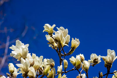 Low angle view of white flowering plants against blue sky