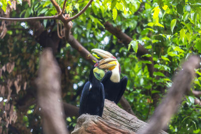 Low angle view of bird perching on branch