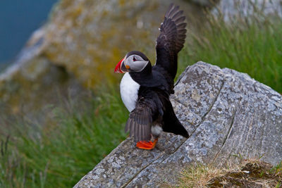 High angle view of puffin perching on rock