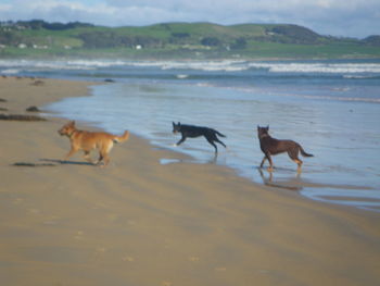 Dogs on beach against sky