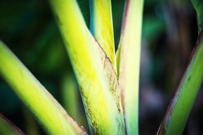 Close-up of fresh green plant