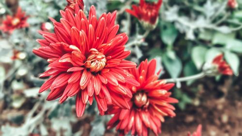 Close-up of red flowers blooming outdoors