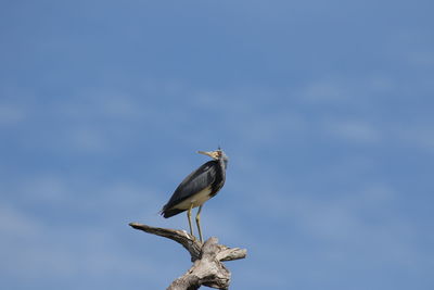 Low angle view of bird perching on branch against sky