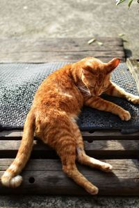 High angle view of cat sleeping