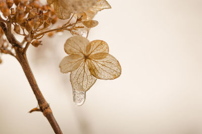 Close-up of leaves