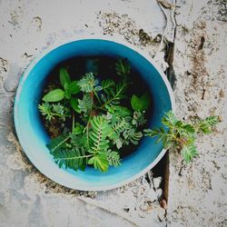 High angle view of potted plant against wall