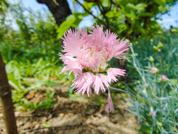 Close-up of pink flowering plant