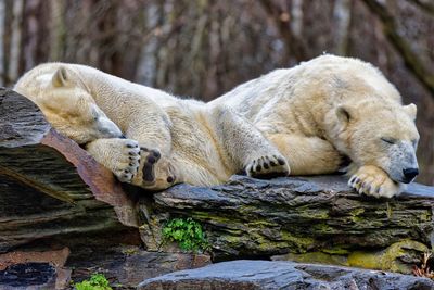 Sheep relaxing on rock in zoo