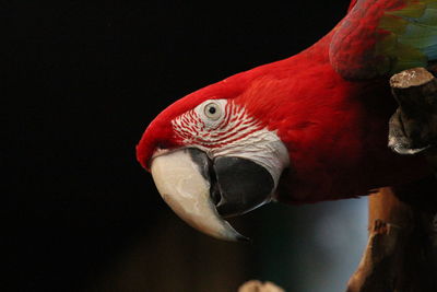 Close-up of parrot perching