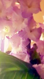 Close-up of pink flowers