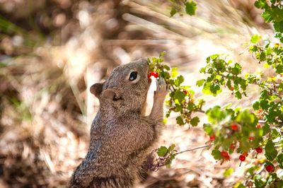 Close-up of squirrel on plant