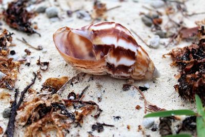 Close-up of shell on beach