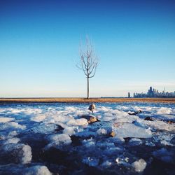 Bare trees in calm sea against clear sky
