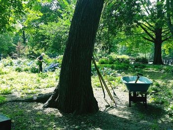 Trees in park