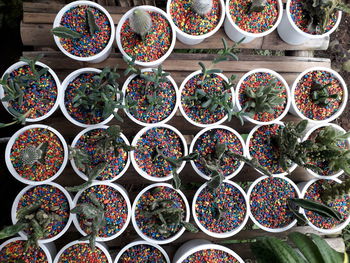 Full frame shot of potted plants