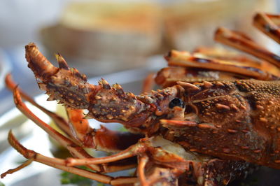 Close-up of lobster on a plate