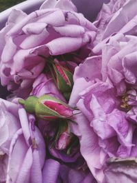 Full frame shot of purple flowers