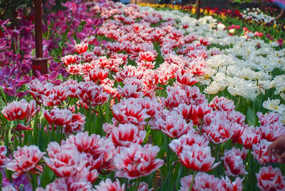 Close-up of pink flowering plants